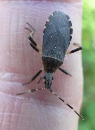 Dicranocephalus medius